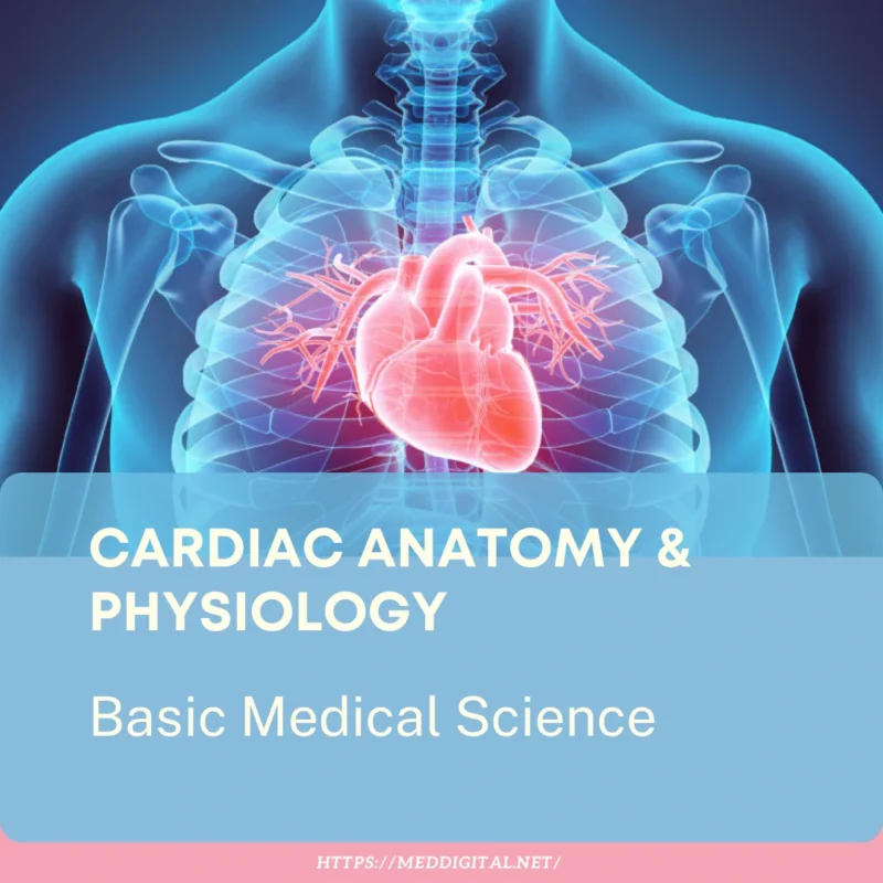 Fundamentals of Cardiovascular Anatomy and Physiology